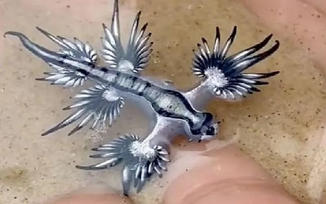 Glaucus atlanticus