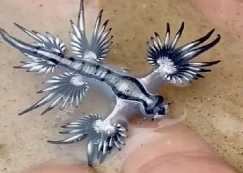 Glaucus atlanticus