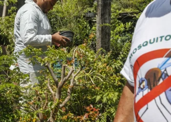 casos de dengue, registros de dengue, incidências da dengue