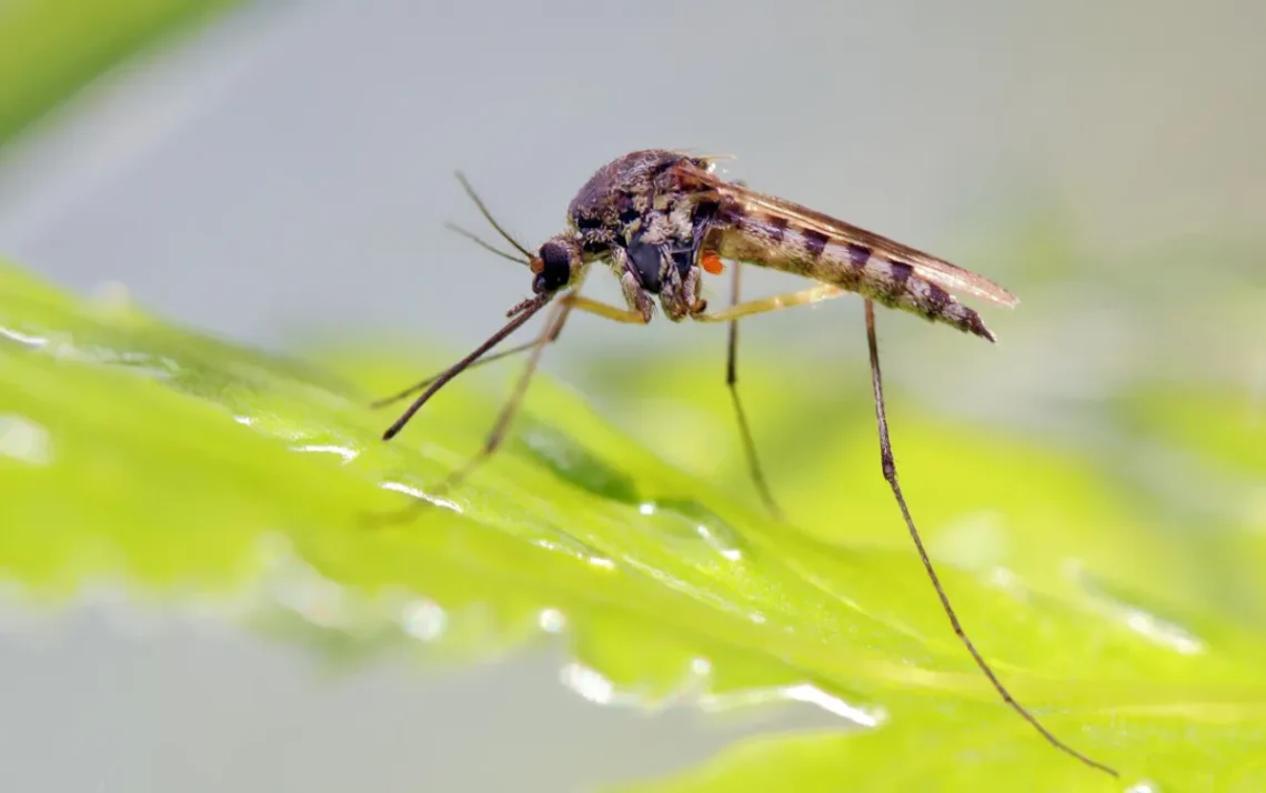 febre transmitida, mosquito Aedes aegypti, sintomas, caso, casos