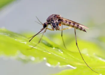 febre transmitida, mosquito Aedes aegypti, sintomas, caso, casos