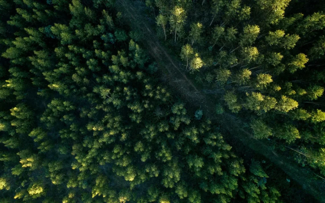 corte de árvores, destruição florestal, devastação