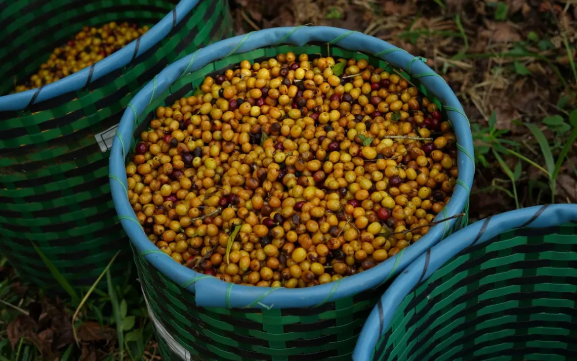 bebida, quente, grão, torrado, infusão;