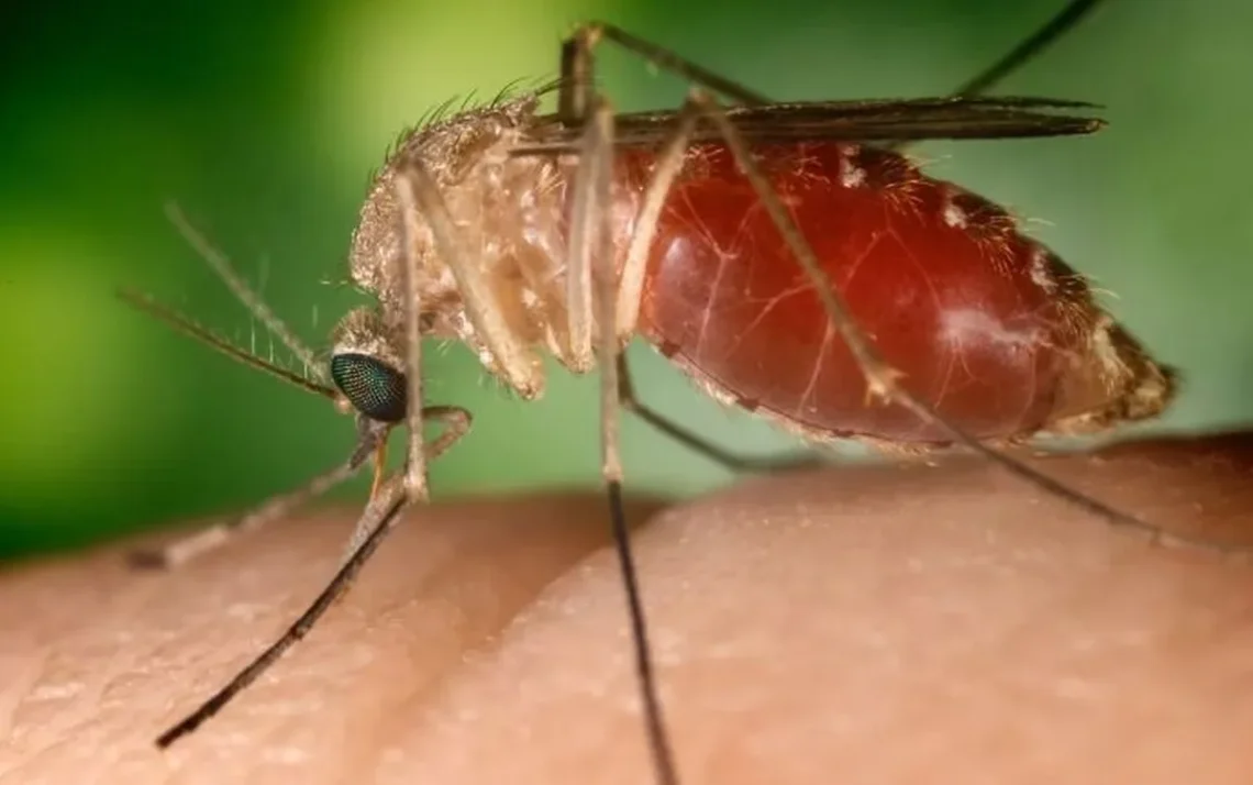 doença, infecção, Oropouche, vírus;