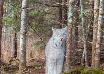 animal, ameaçado de extinção;