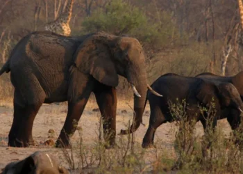 grupo, de elefantes, carcaça, de elefante, Parque, Nacional, animais, selvagens, conta, 83 elefantes, informações, disponível, abate, acontecerá em, parques, terras, de pastagem, suprimentos, de água, país, planeja abater